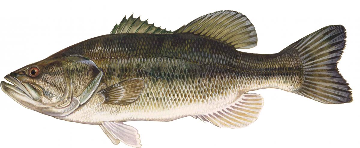 Largemouth bass
